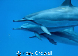 I was snorkeling with my wife, and these three Spinner Do... by Kory Crowell 